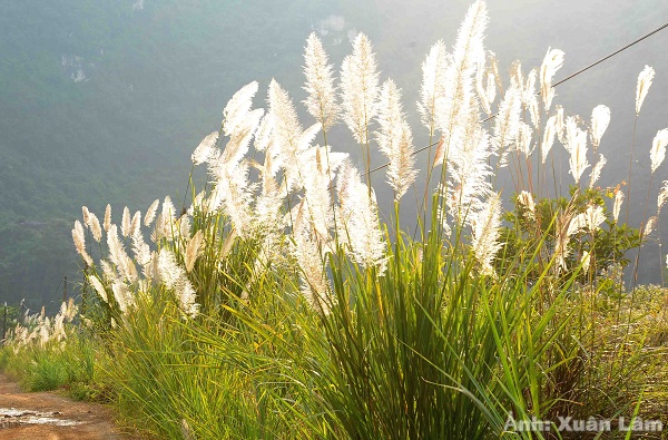 Fall in love with the white reed flower season in Trang An