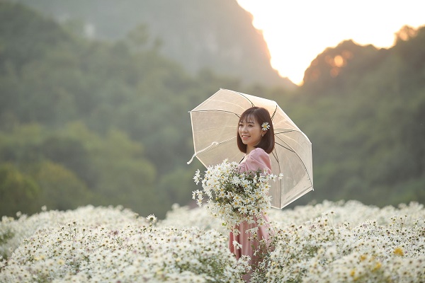 Saison de des chrysanthèmes des Indes à Thung Nham