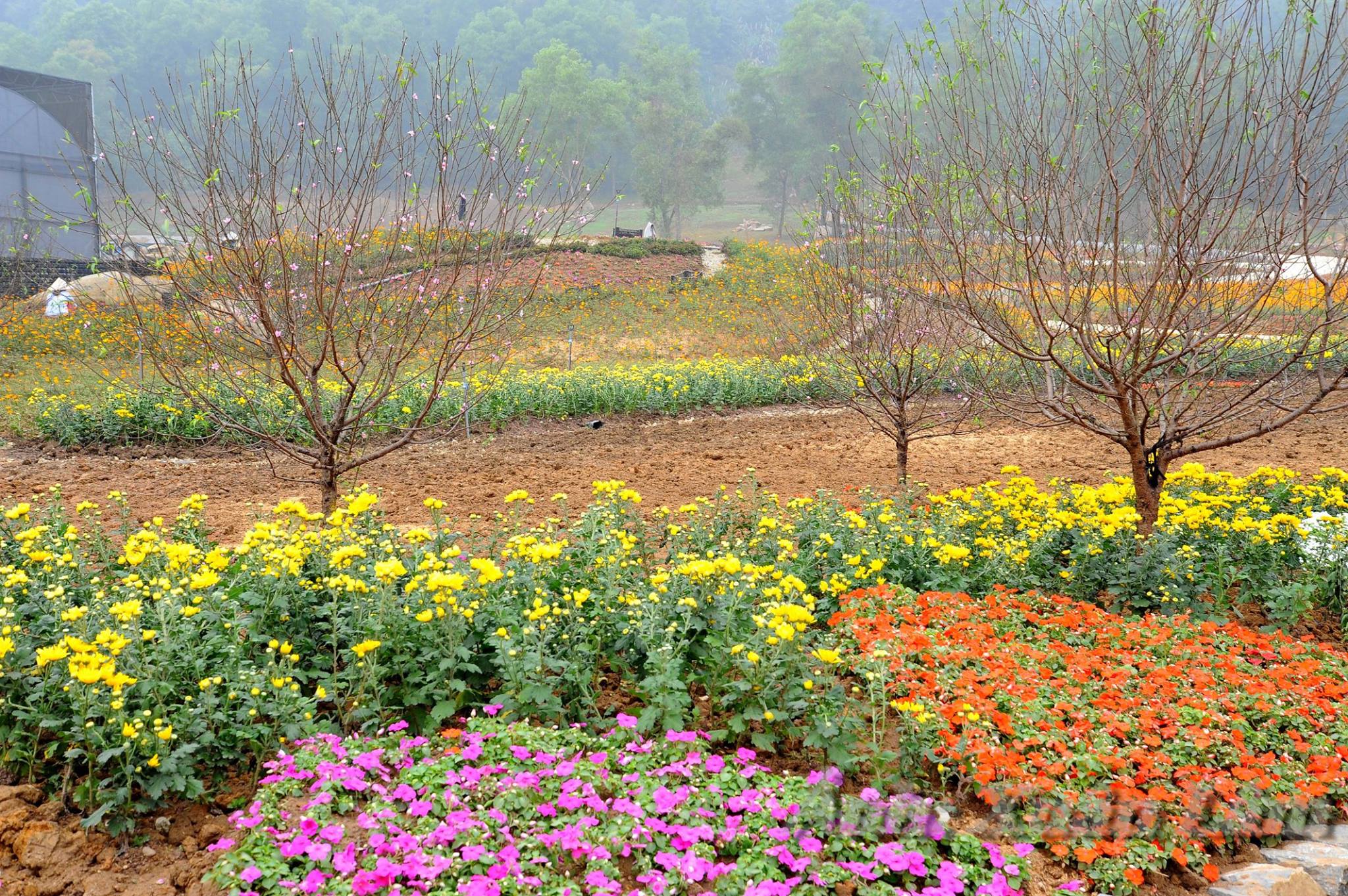 Festival des fleurs de printemps Bai Dinh 2019