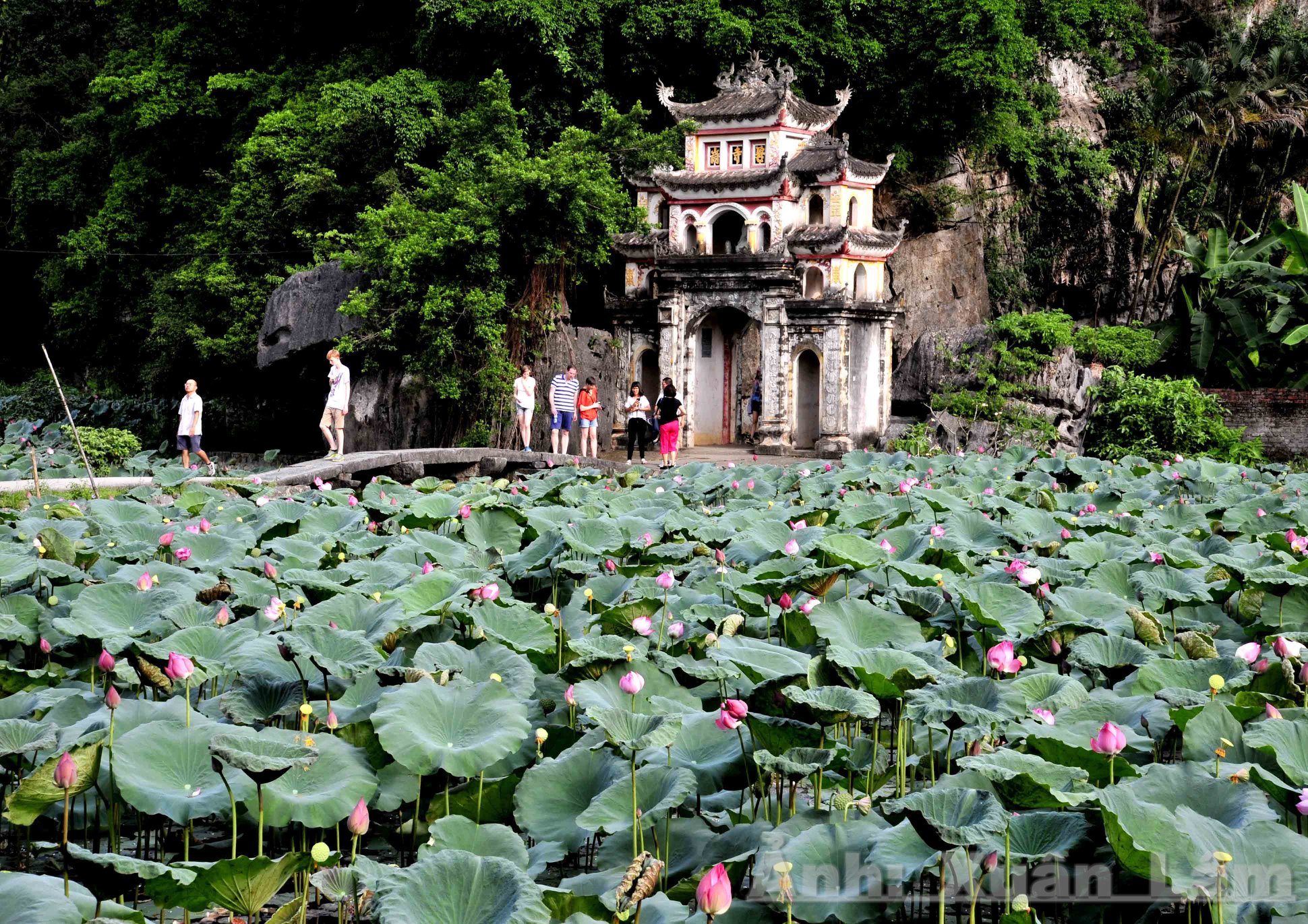 Allez à Tam Coc – Bich Dong en saison de floraison du lotus