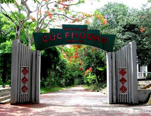 Le monde naturel coloré dans la forêt de Cuc Phuong