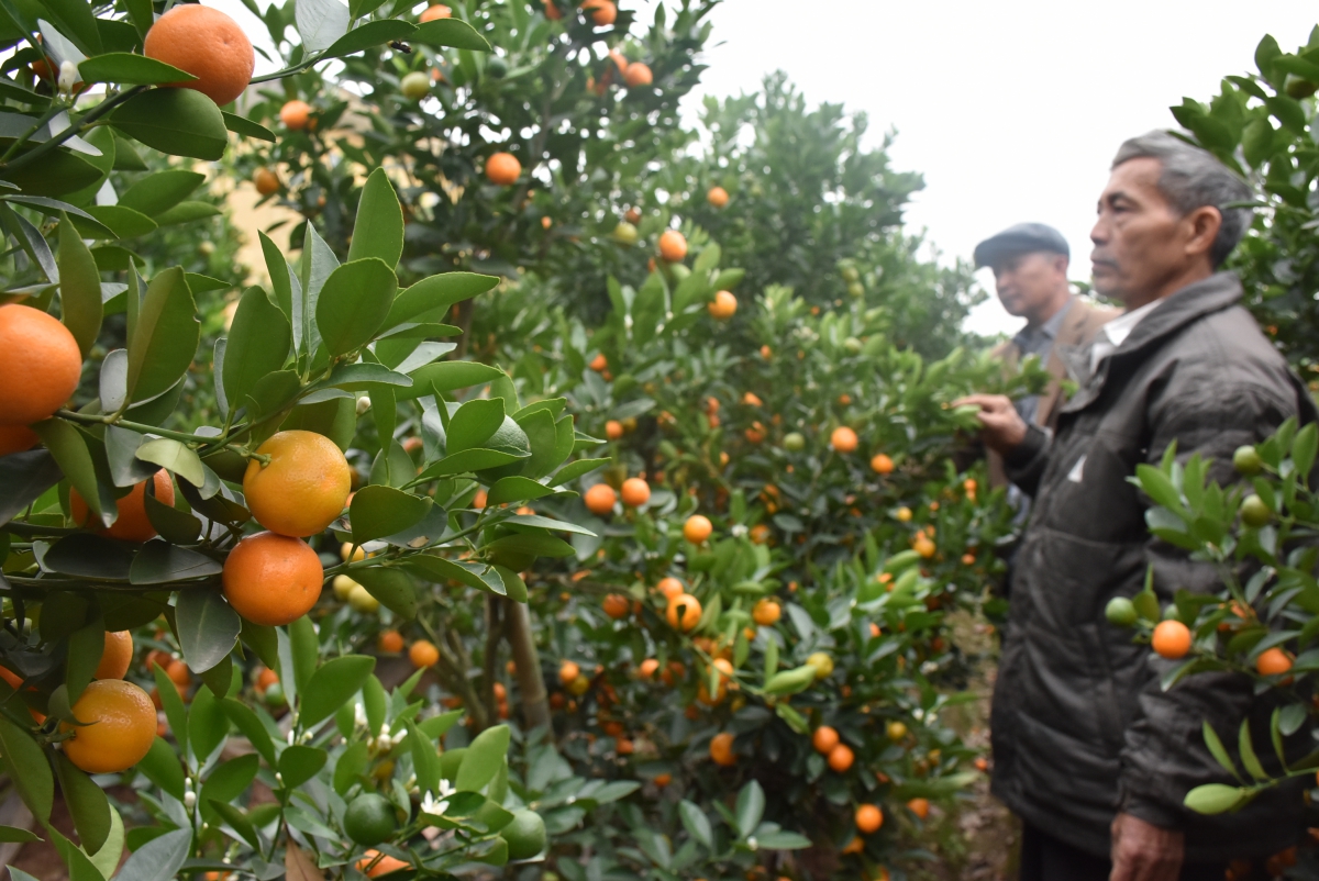 Décorer sa maison avec un kumquat lors des fêtes du Têt