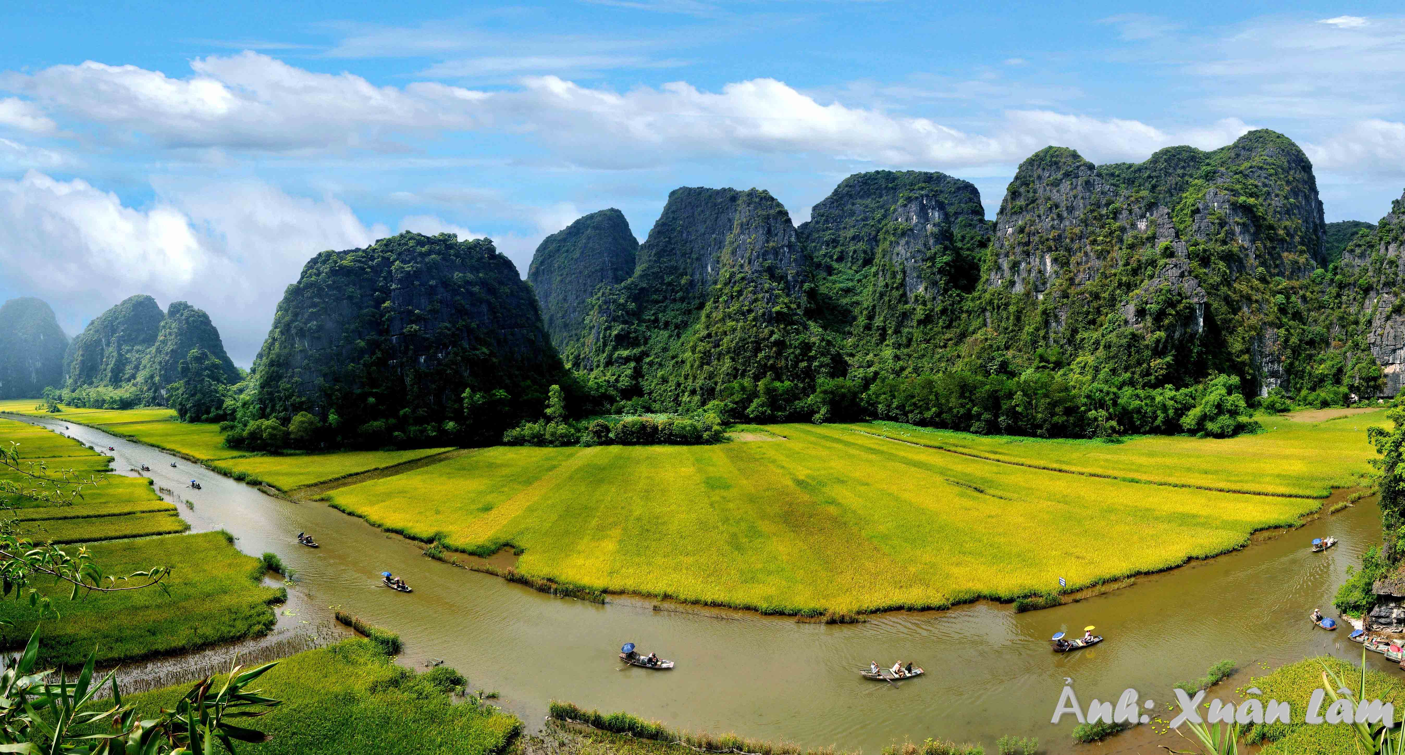 La saison de récolte du riz à Tam Coc