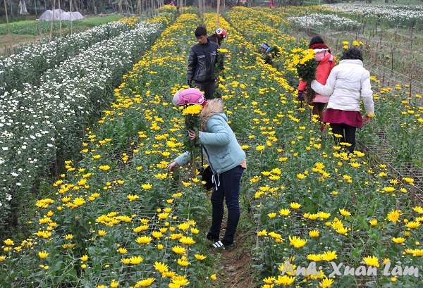 Rộn ràng sắc Xuân tại làng hoa Ninh Phúc