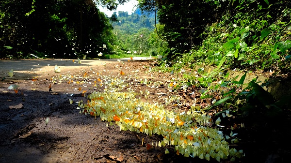 Mùa bướm Cúc Phương